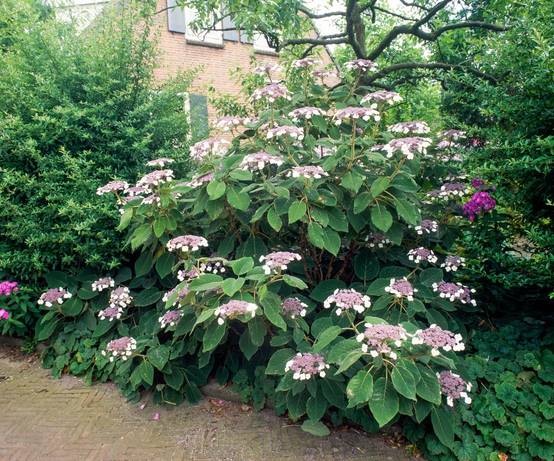 Hydrangea aspera 'Velvet Lace' - Hortensia velu
