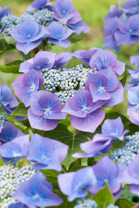 Hydrangea macrophylla 'Blaumeise' - Hortensia