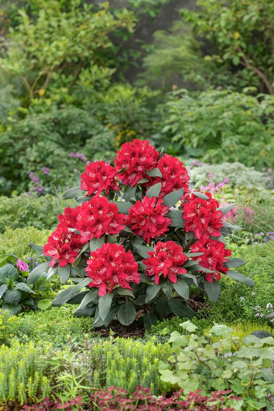 Rhododendron hybride 'Melville'