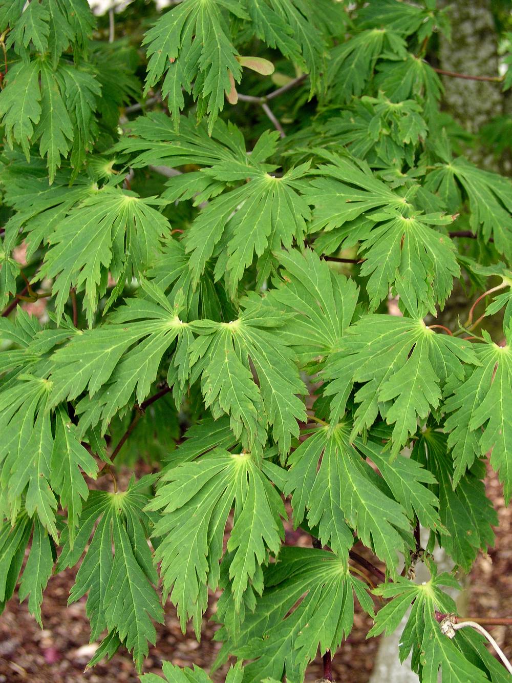 Acer japonicum 'Aconitifolium' - ECLOZ - Érable du Japon