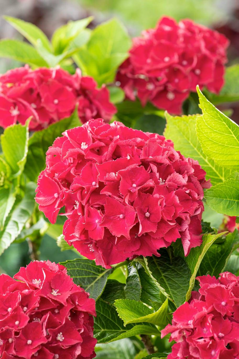 Hydrangea macrophylla 'Royal Red'® - Hortensia
