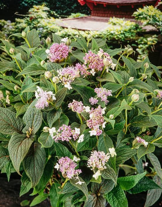 Hydrangea involucrata 'Late Love' - Hortensia