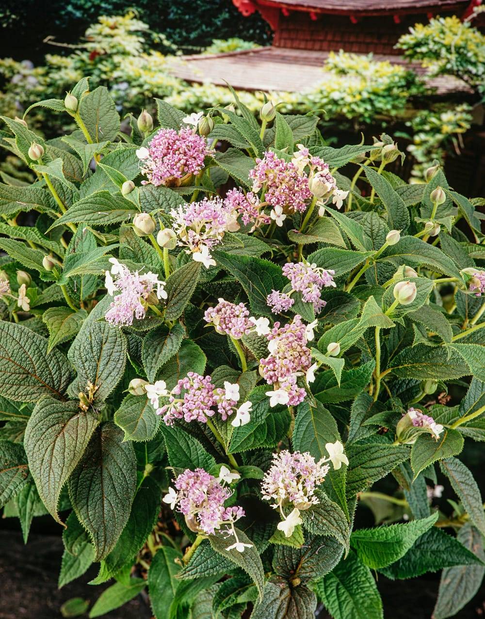 Hydrangea involucrata 'Late Love' - Hortensia