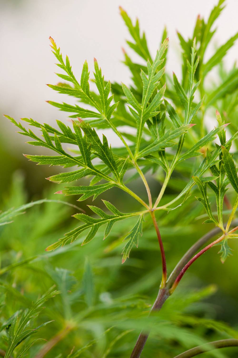 Ecloz - Acer palmatum Dissectum 'Flavescens' - ECLOZ - Érable du Japon