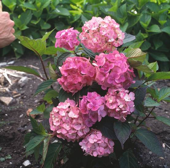 Hydrangea serrata 'Precioza' - Hortensia