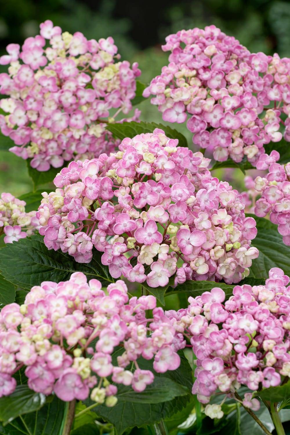Hydrangea macrophylla 'Ayesha' - Hortensia