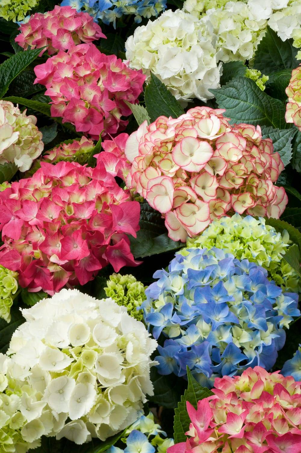 Hydrangea macrophylla 'Grafin Cosel' - Hortensia