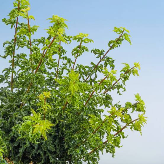 Acer palmatum 'Shishi Gashira' - ECLOZ - Érable du Japon