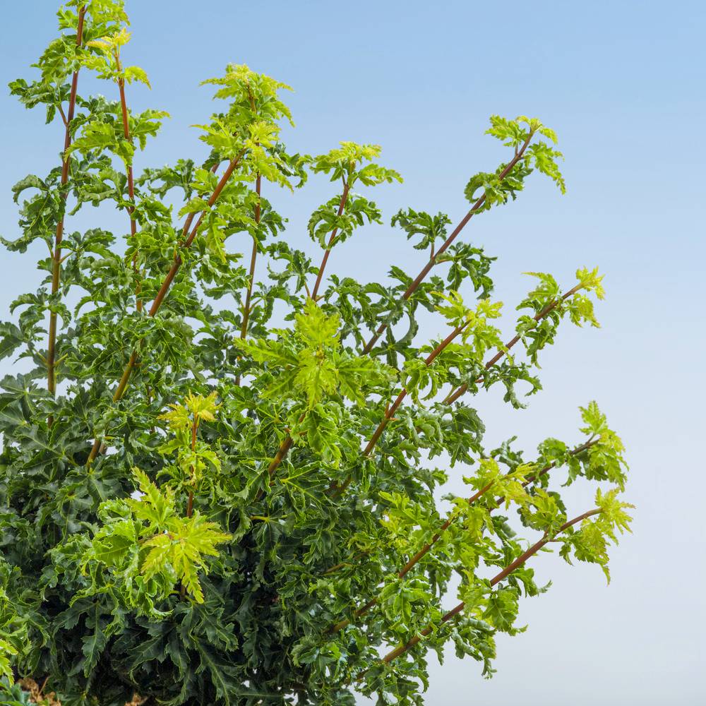 Ecloz - Acer palmatum 'Shishi Gashira' - ECLOZ - Érable du Japon