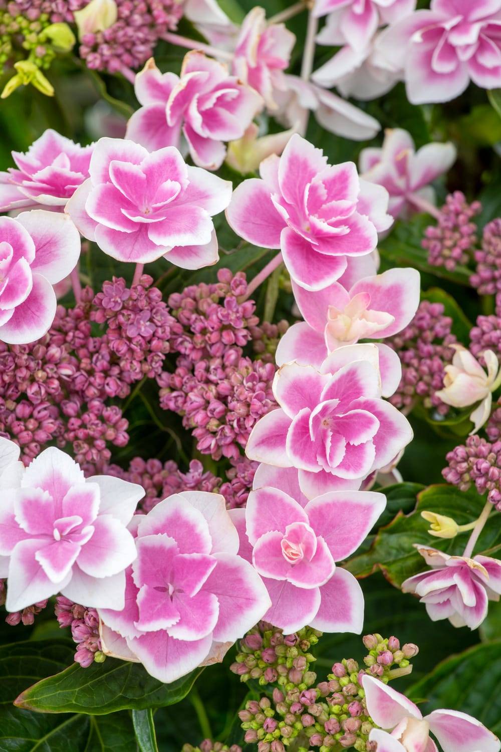 Hydrangea macrophylla 'Star Gazer' - Hortensia