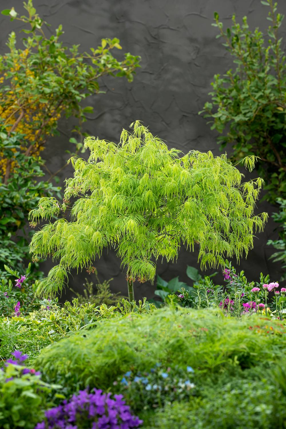 Acer palmatum Dissectum 'Orangeola' - ECLOZ - Érable du Japon