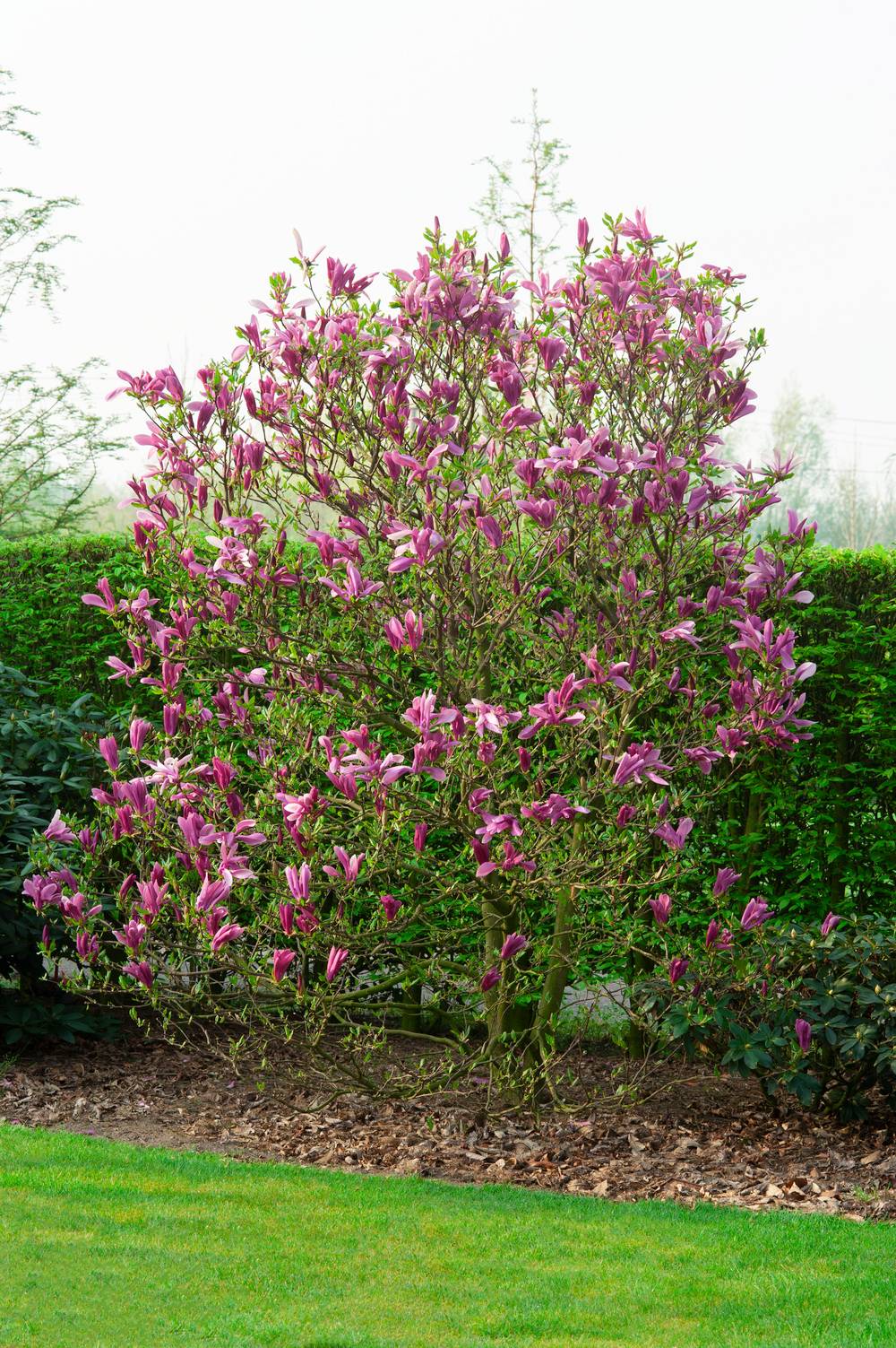 Magnolia 'Shirazz'