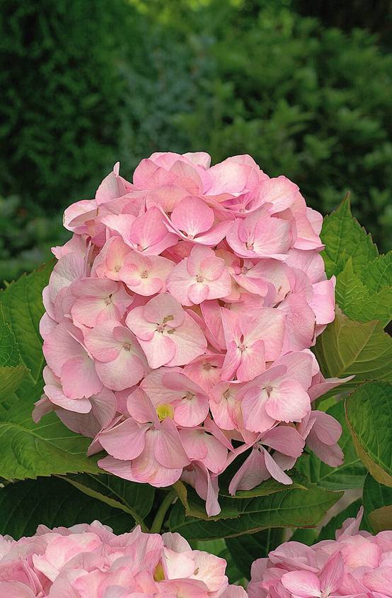 Hydrangea macrophylla 'Mme Plumecoq' - Hortensia