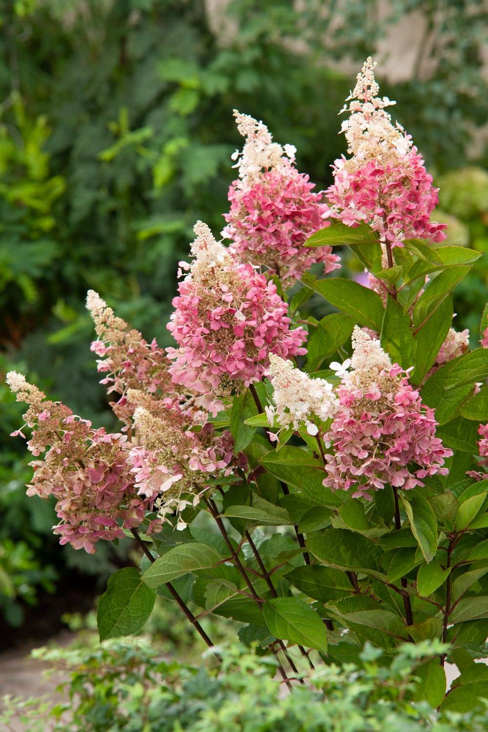 Hydrangea paniculata 'Pinky Winky' - Hortensia paniculé
