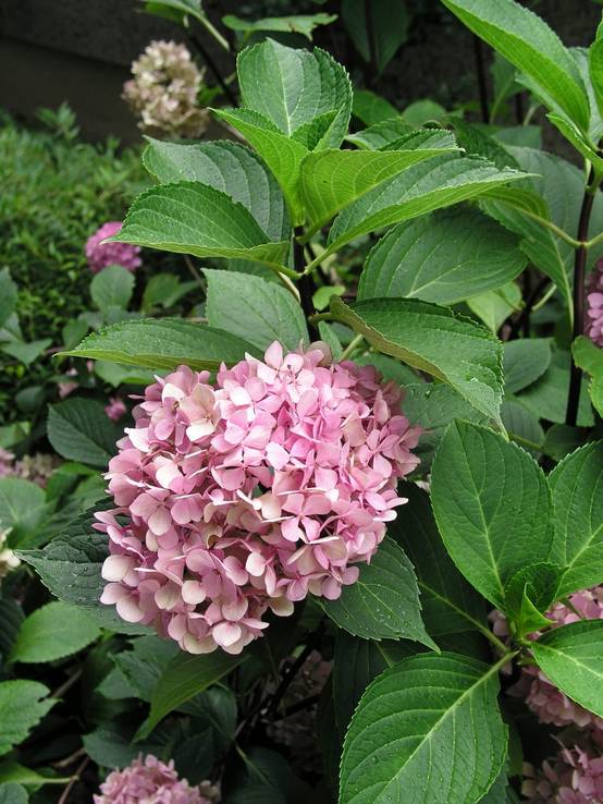 Hydrangea macrophylla 'Nigra' - Hortensia