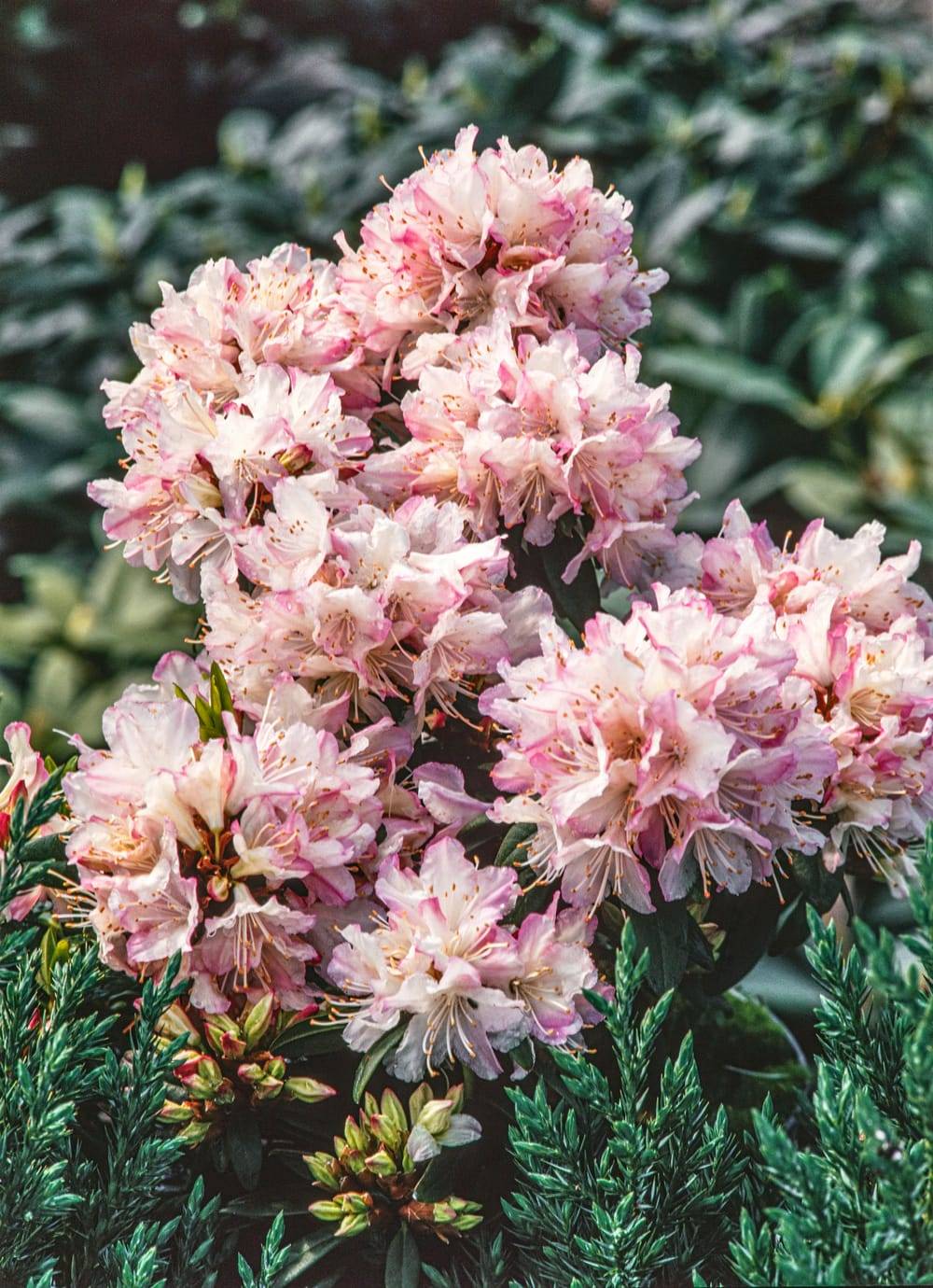 Rhododendron nain 'Ginny Gee'
