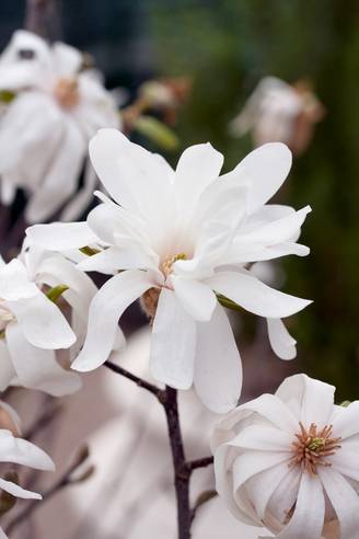 Magnolia loebneri 'Leonard Messel'
