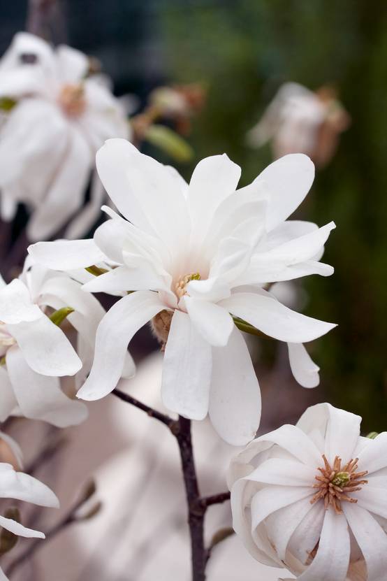 Magnolia loebneri 'Leonard Messel'