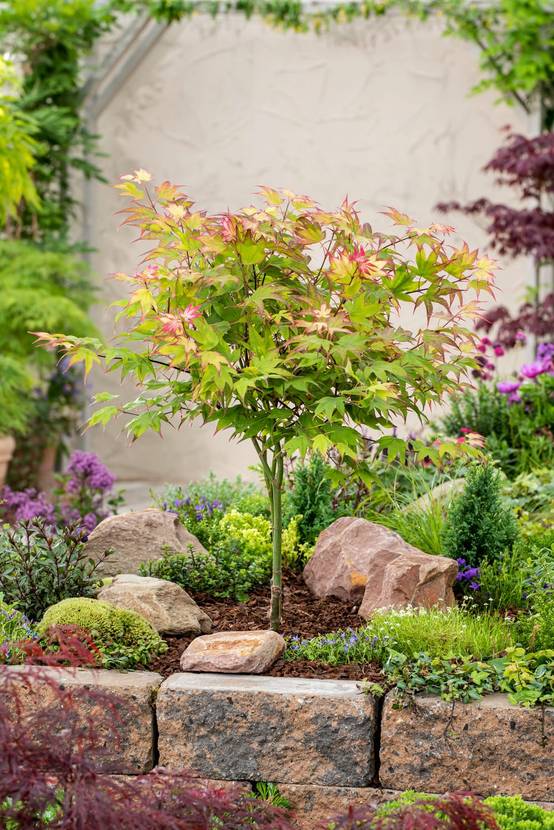 Acer palmatum 'Ueno-Yama' - ECLOZ - Érable du Japon