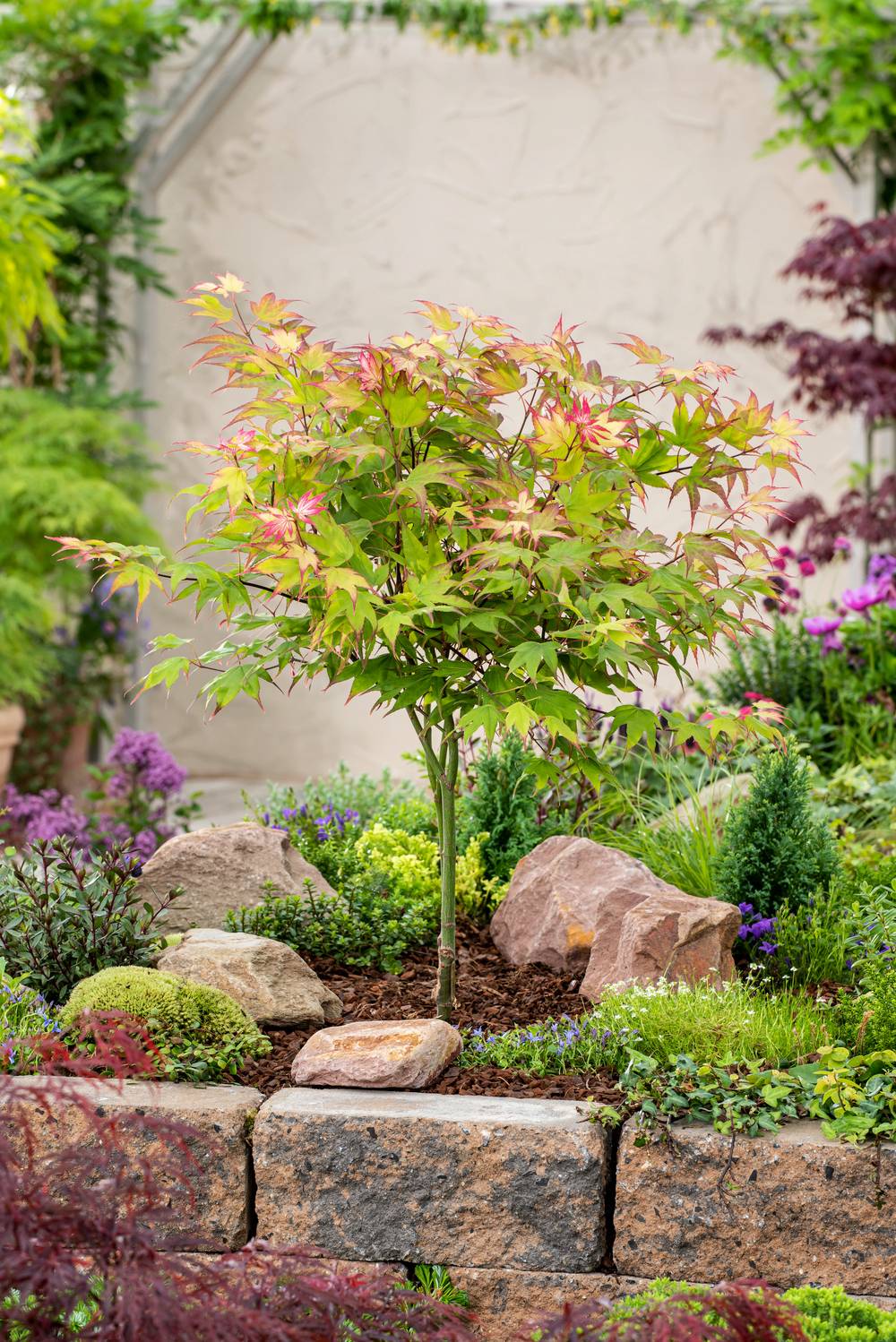 Ecloz - Acer palmatum 'Ueno-Yama' - ECLOZ - Érable du Japon