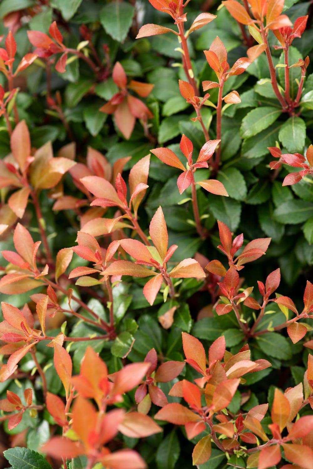 PIERIS japonica 'Little Heath' - Andromède du Japon