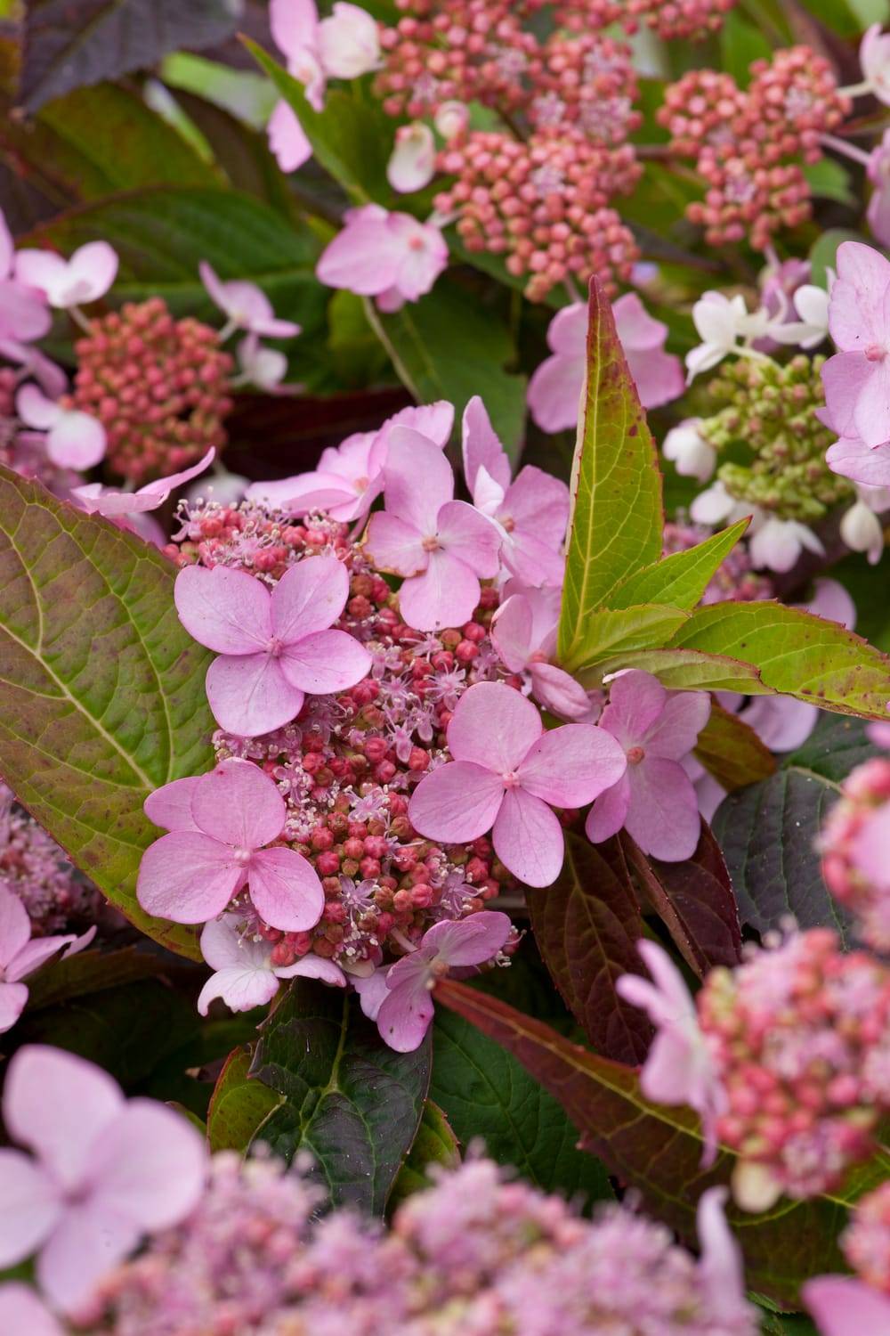 Hydrangea serrata 'Tiara' - Hortensia