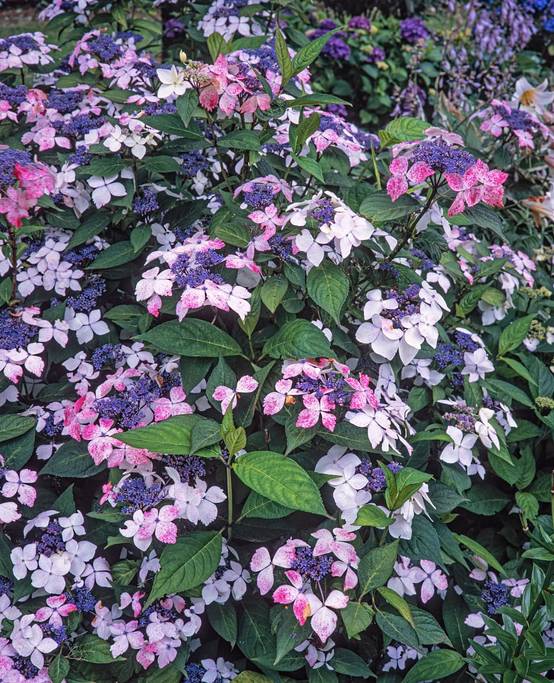 Hydrangea serrata 'Grayswood' - Hortensia
