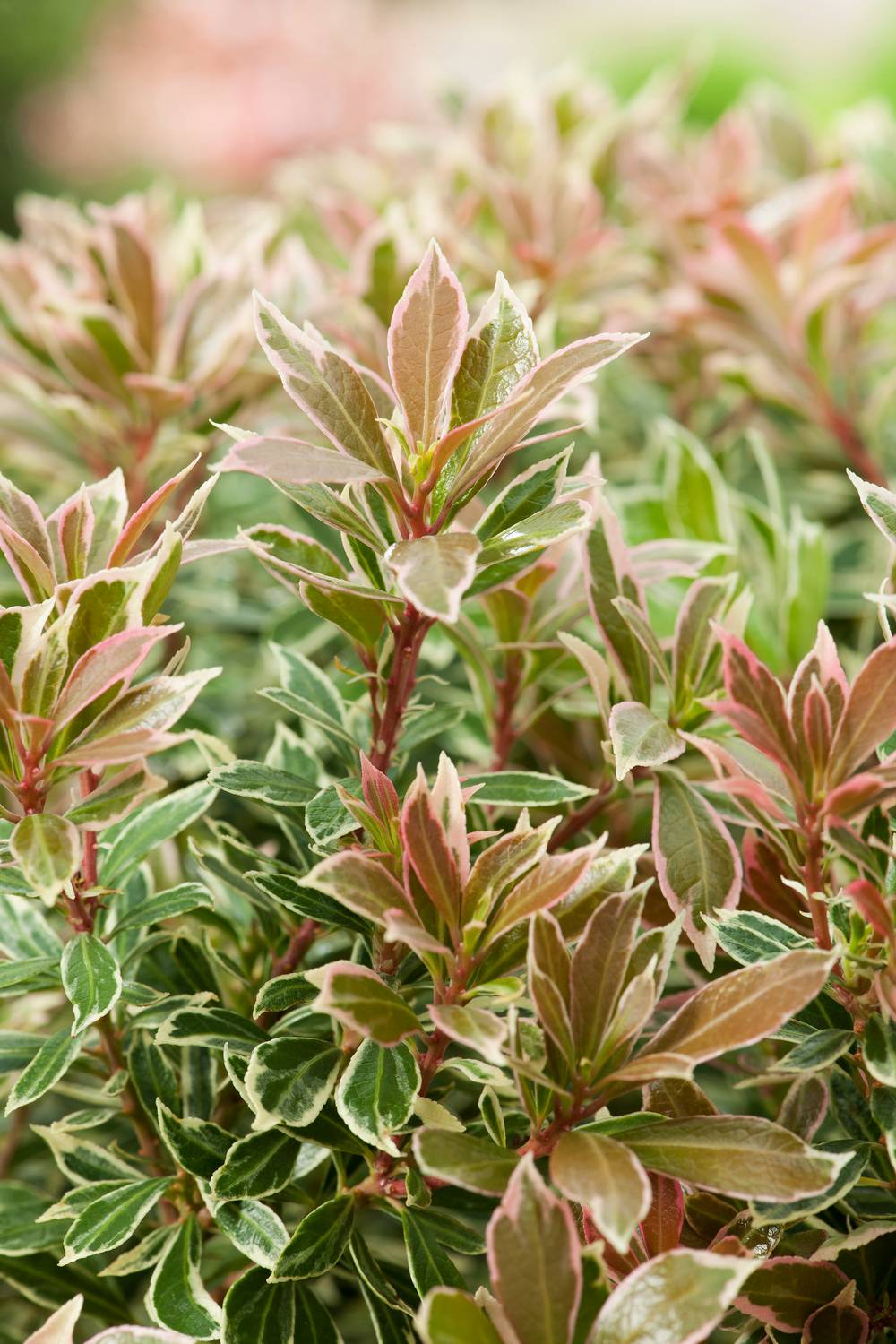 Pieris japonica 'Little Frosty' - Andromède du Japon