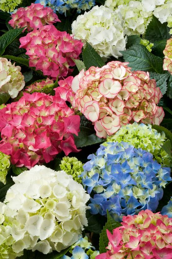 Hydrangea macrophylla 'Hornli' - Hortensia
