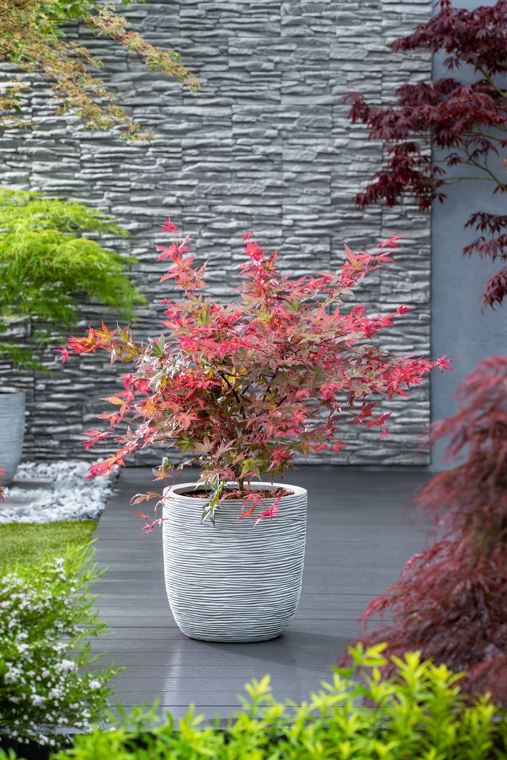 Acer palmatum 'Vitifolium' - ECLOZ - Érable du Japon