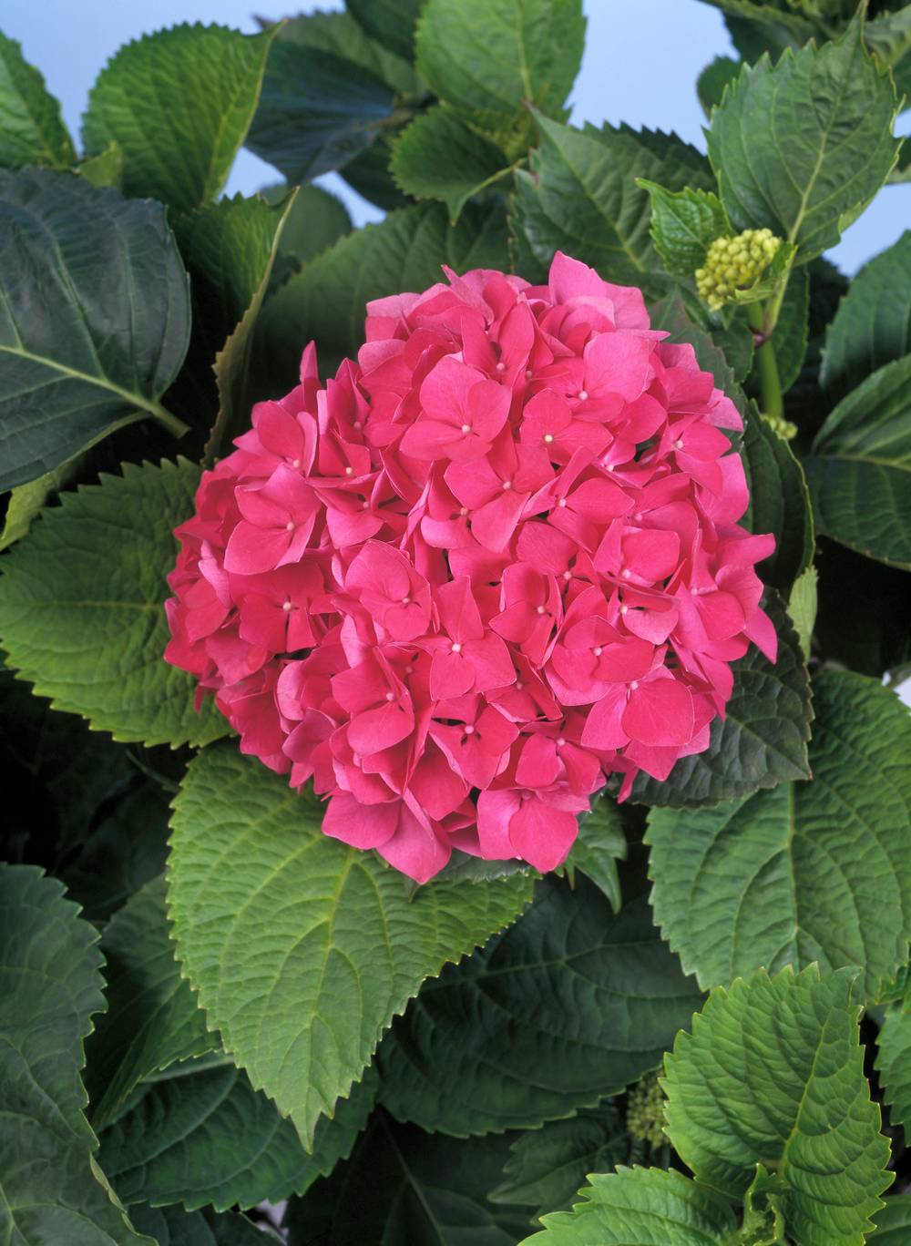 Hydrangea macrophylla 'Leuchtfeuer' - Hortensia