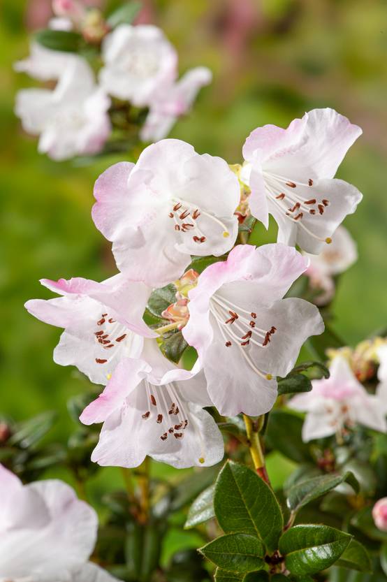 Rhododendron nain 'Cilpinense'