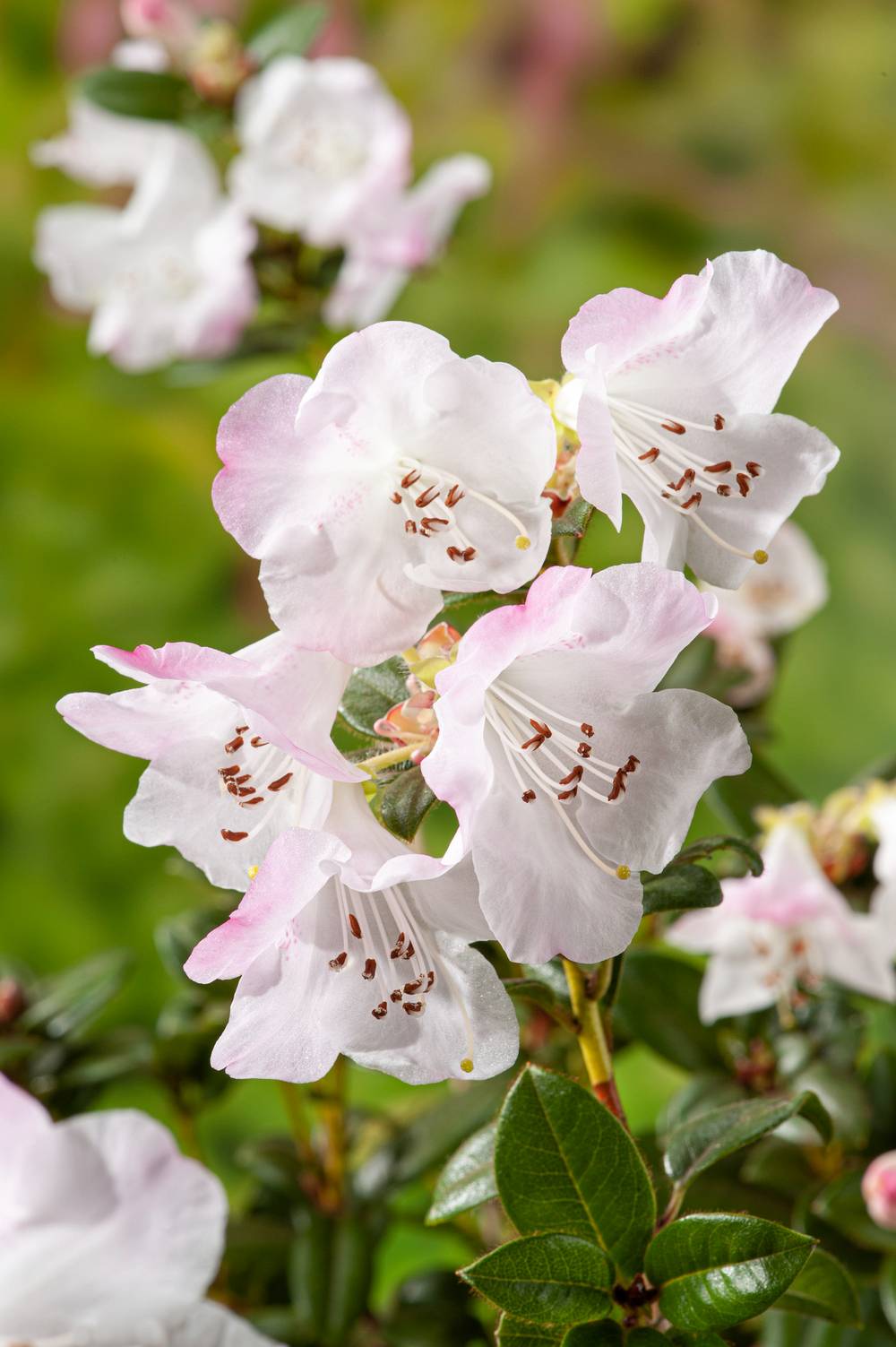 Rhododendron nain 'Cilpinense'