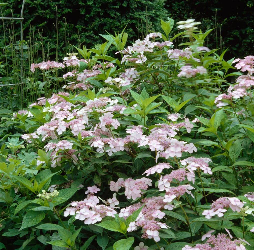 Hydrangea serrata 'Imperatrice Eugenie' - Hortensia