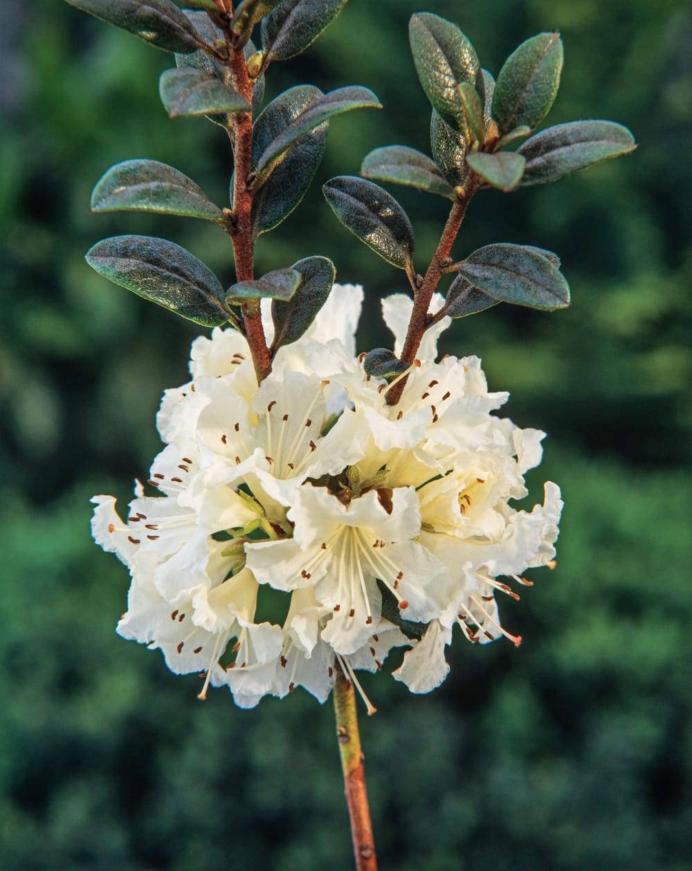 thuja creme weleda Weleda Blue Gentian and Edelweiss Redensifying Day Cream