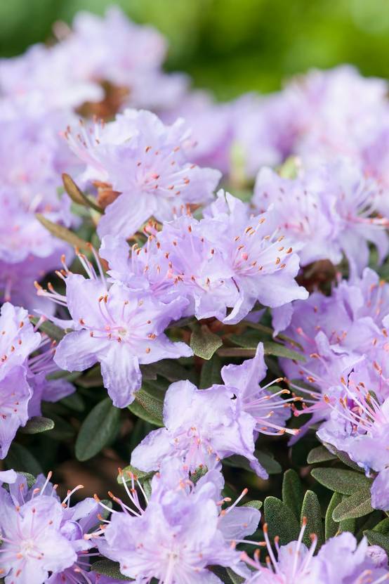 Rhododendron nain impeditum 'Select'