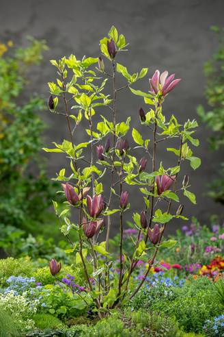 Magnolia 'Red as Red'