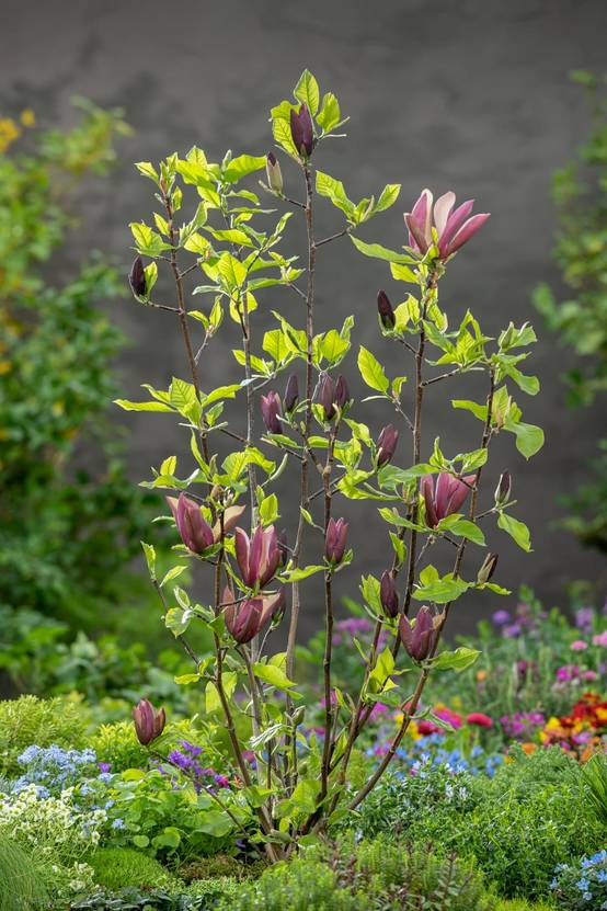 Magnolia 'Red as Red'