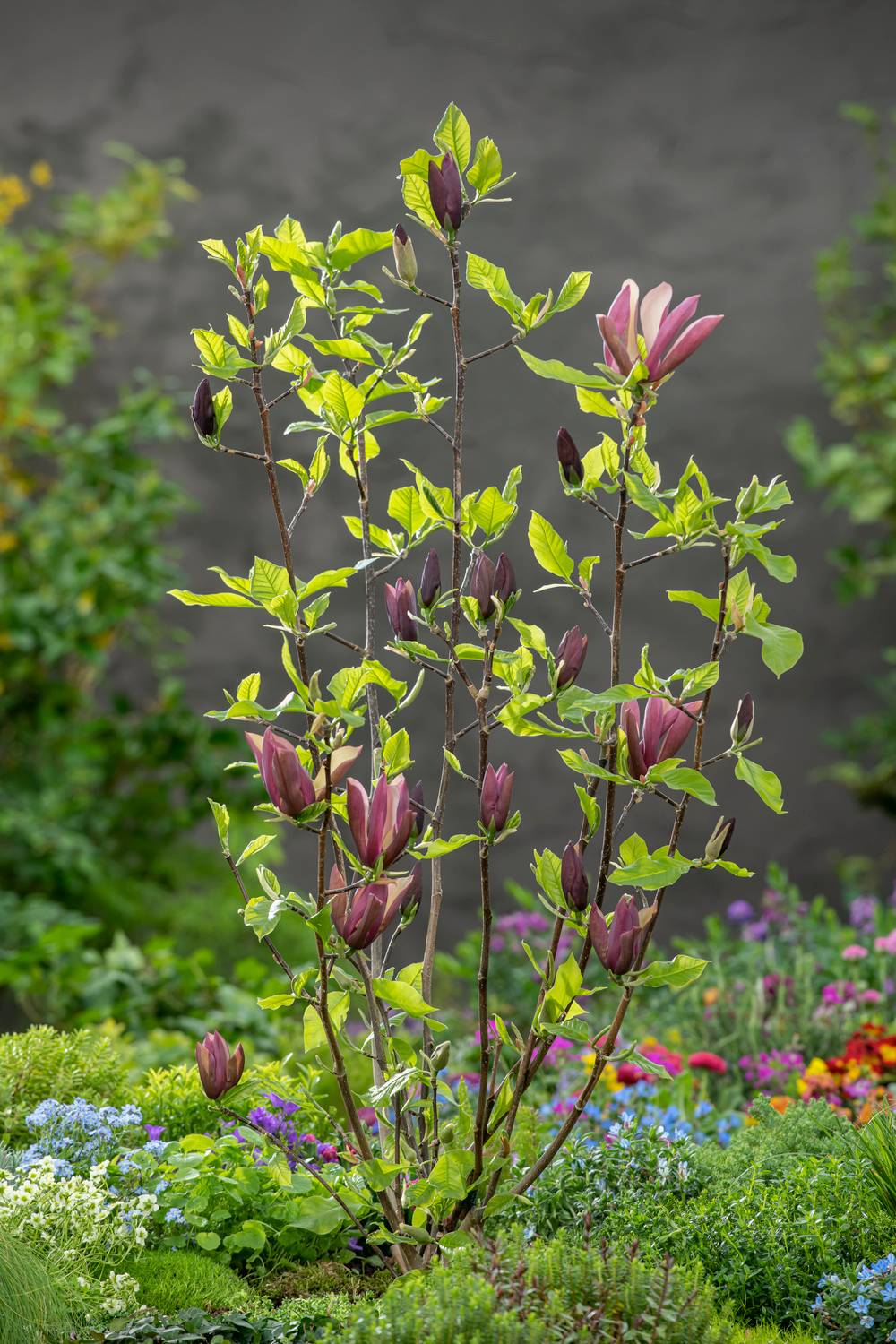 Magnolia 'Red as Red'