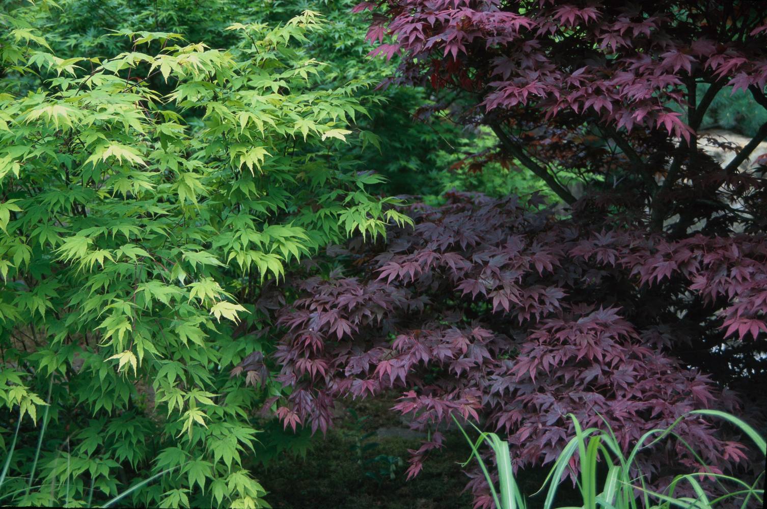 Ecloz - Acer palmatum 'Reticulatum Red' - ECLOZ - Érable du Japon