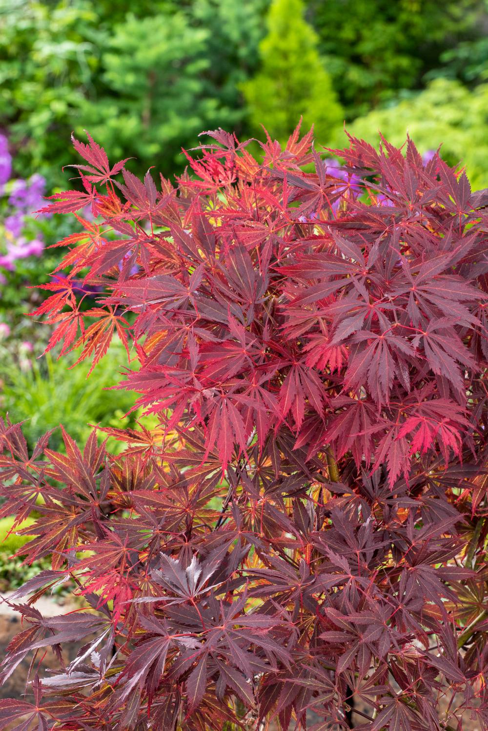 Acer palmatum 'Burgundy Lace' - ECLOZ - Érable du Japon