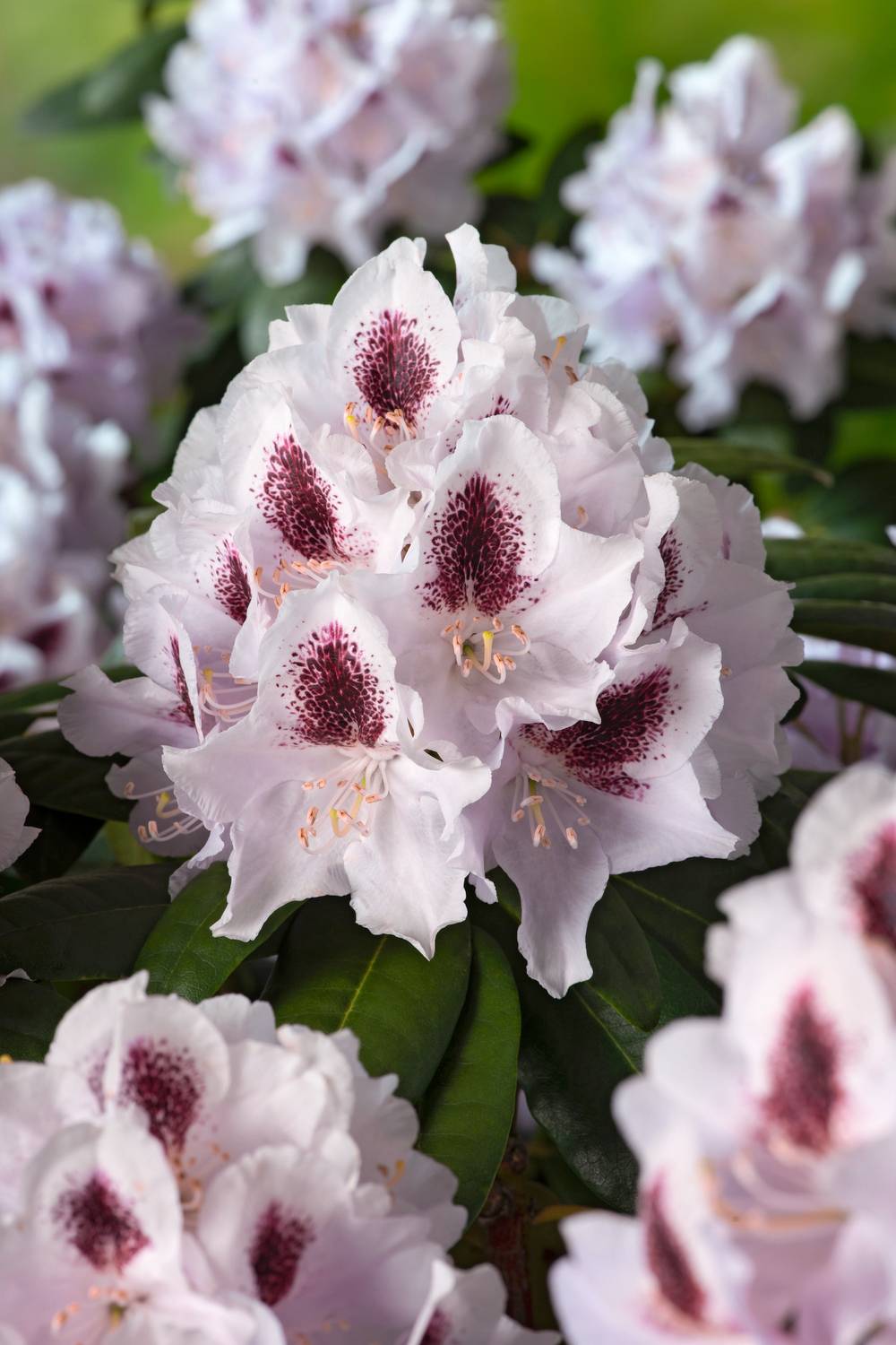 rhododendron obtusum pflege Rhododendron obtusum-hybr. 'Wombat' - Herrenkamper Grten