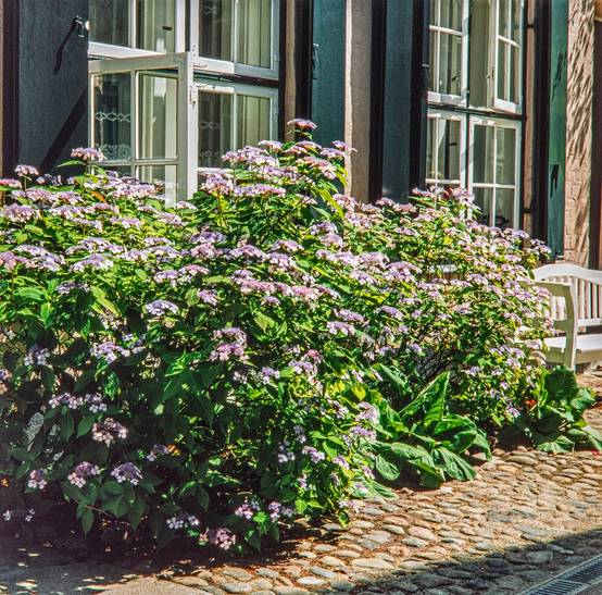 Hydrangea serrata 'Vicomte de Kerlot' - Hortensia