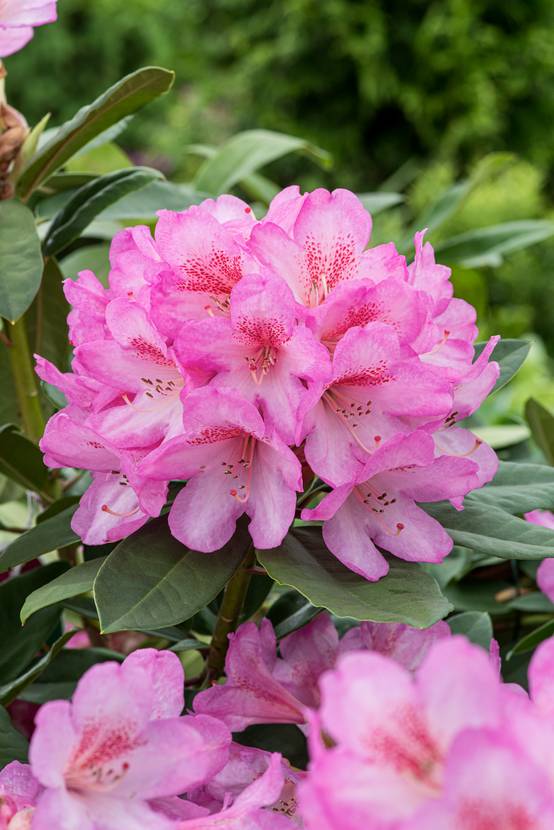 Rhododendron 'Eucharitis'
