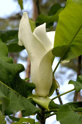 Magnolia 'Manchu Fan'