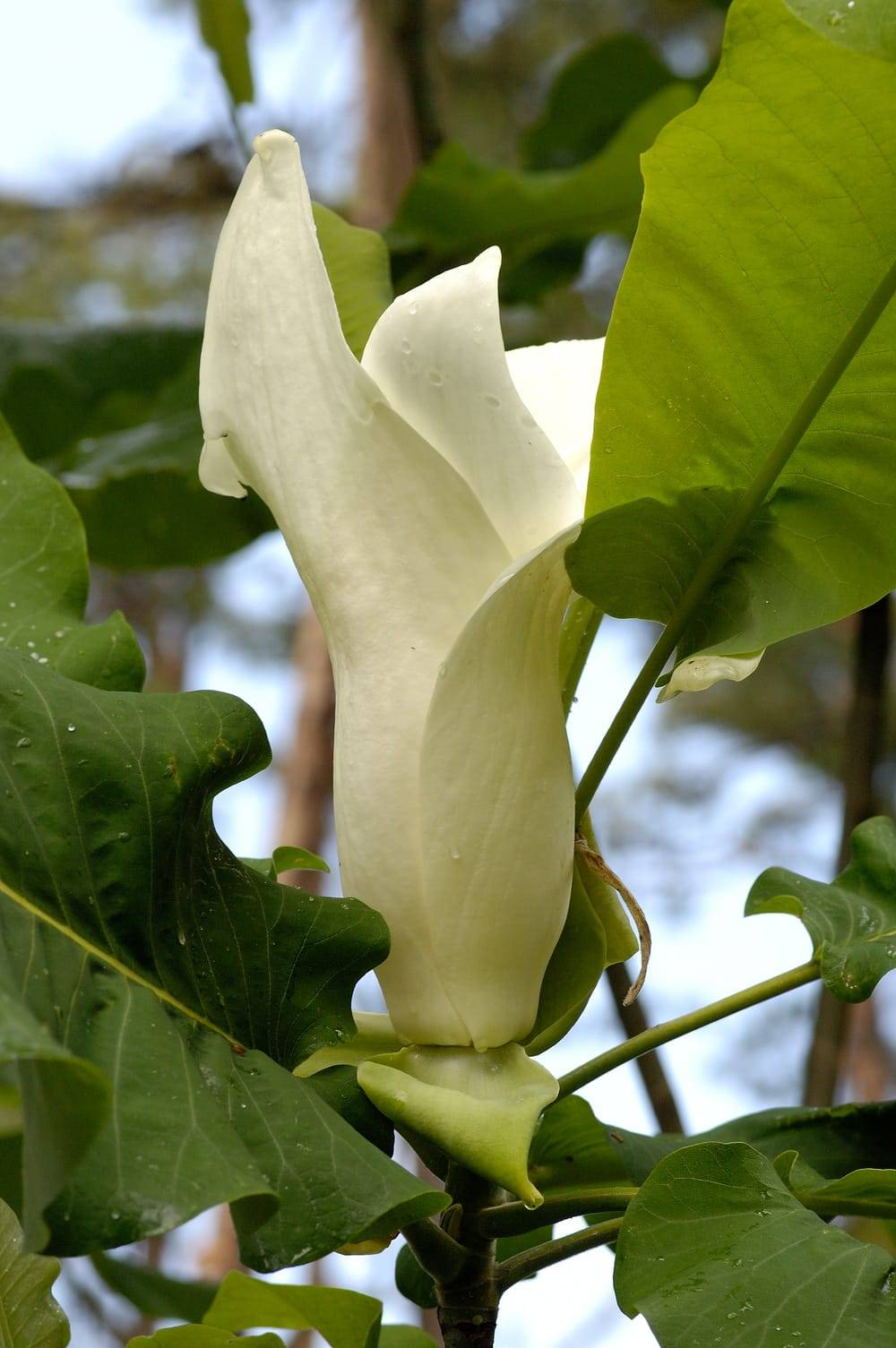 Magnolia 'Manchu Fan'