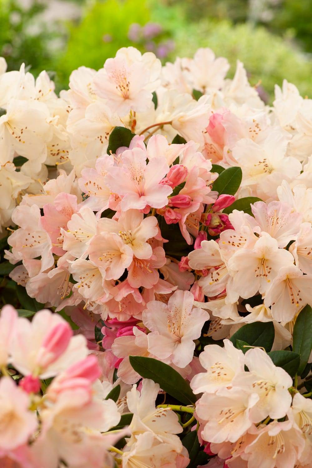 Rhododendron yakushimanum 'Percy Wiseman'