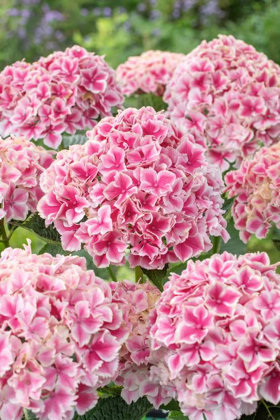 Hydrangea macrophylla 'Lady Nobuko' - Hortensia