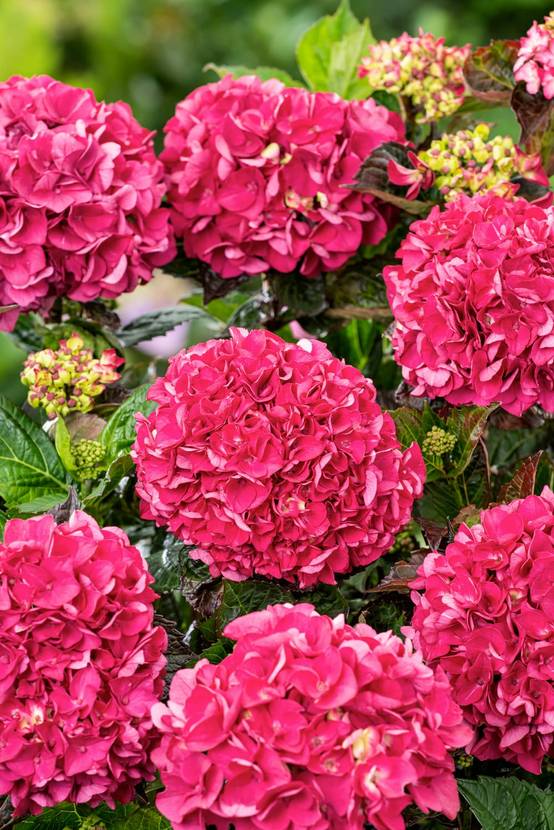 Hydrangea macrophylla 'Merveille Sanguine' - Hortensia