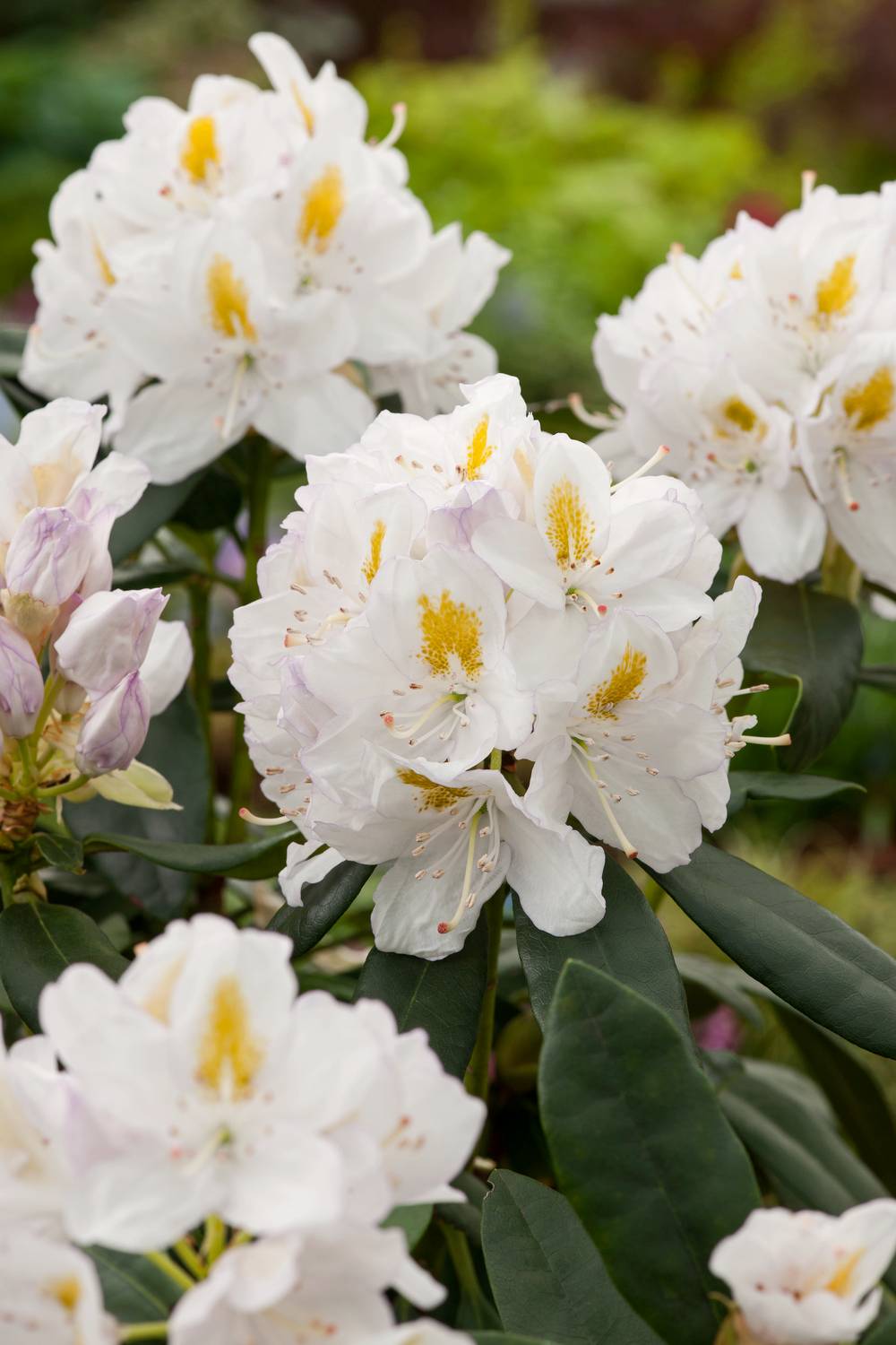 Rhododendron 'Cunningham's White'